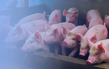  瑞达状（猪场）